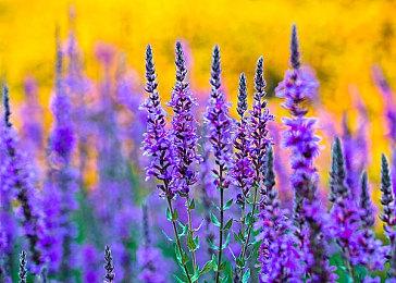 消息称本周五即将揭晓《原神》动画宣传片